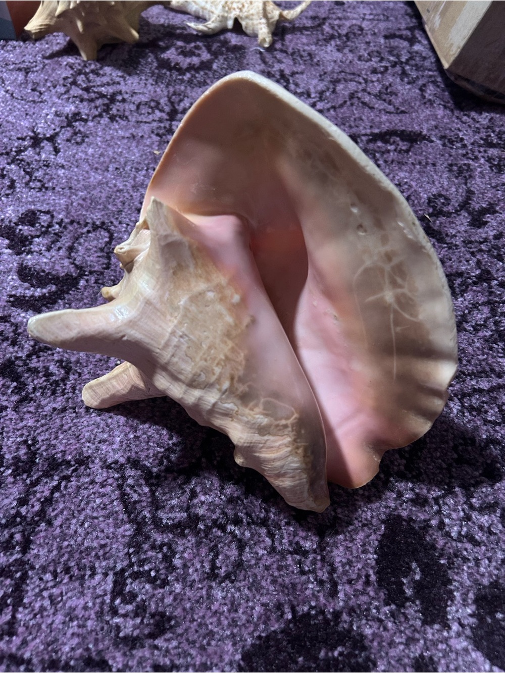 Natural Large Queen Conch Shell - Picture 3 of 7